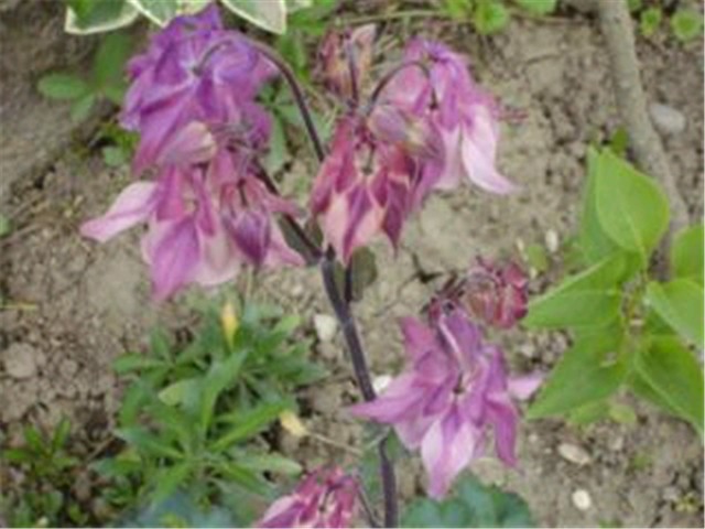 Aquilegia flabellata 